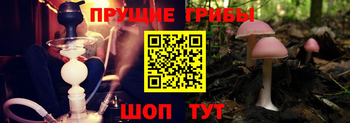 Псилоцибиновые грибы прущие грибы  Кимры 